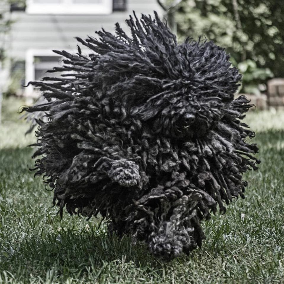 Puli puppies for adoption 2025